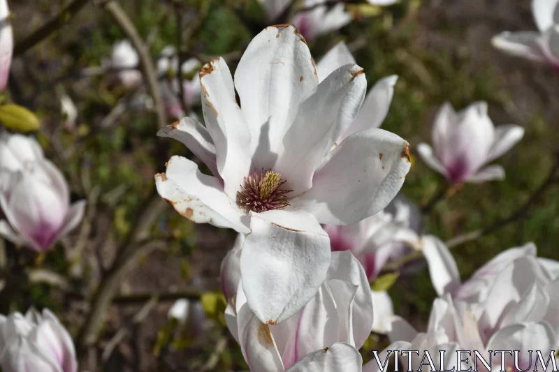 Magnolia's Blossoming Flower & The Victorian Desire to Preserve Beauty Free Stock Photo