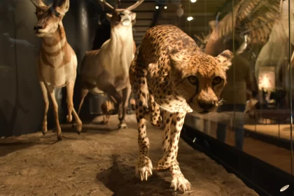 Frozen Encounter: Jaguar and Roe Deer in Statues at National Museum