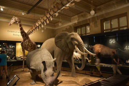 Sculpted Safari: Rhinoceros, Elephant, and Giraffe in Prague's Museum
