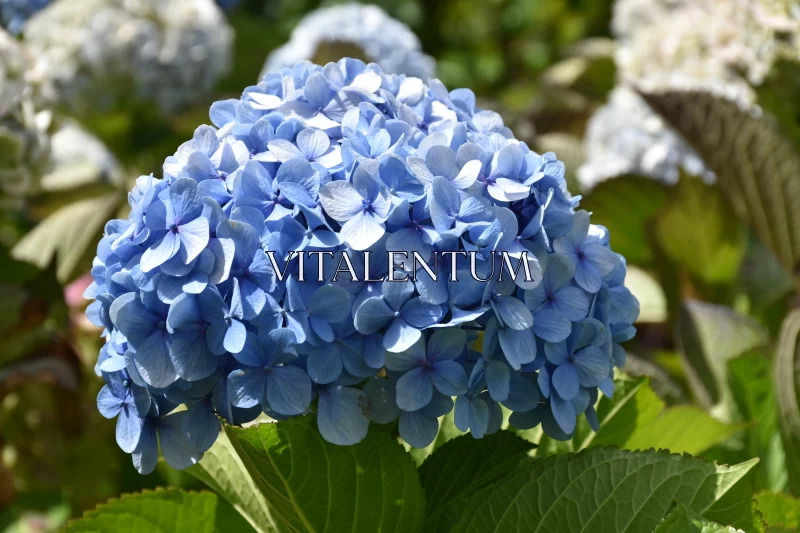 Hydrangea: The Garden's Beautiful Blue Flower Free Stock Photo