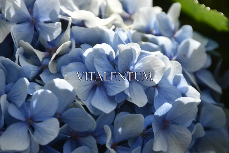 A Close-up Look At The Icy Beauty Of Blue Hydrangeas Free Stock Photo