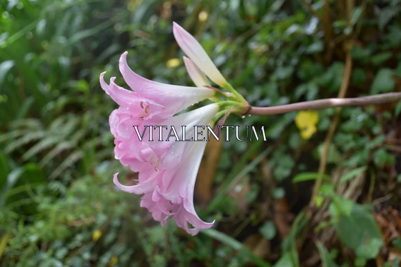 Early Morning Dew on a Tender Pinkish Bell Flower Free Stock Photo