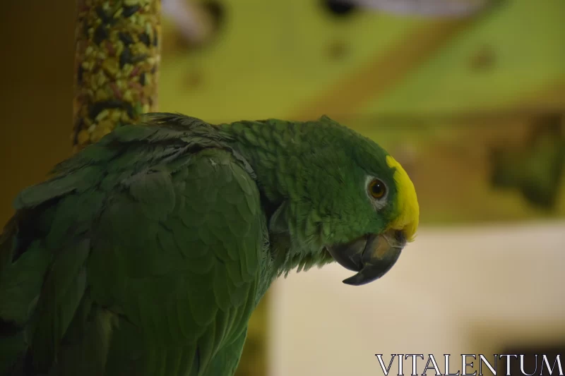 The Portrait Of A Green Parrot With A Yellow Head Free Stock Photo