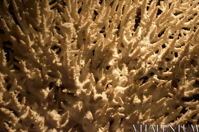 Whispers of the Sea: Texture of White Coral Unveiled Free Stock Photo