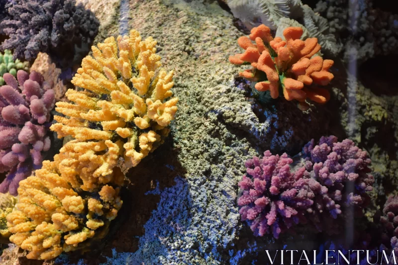 Underwater Kaleidoscope: Brightly Coloured Bush Corals Free Stock Photo