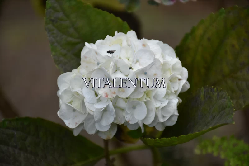 Dainty Hydrangea Flower Invites A Tired Fly To Rest From Its Journey Free Stock Photo