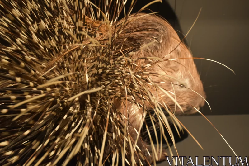 Quilled Marvel: Porcupine's Presence in National Museum of Prague Free Stock Photo