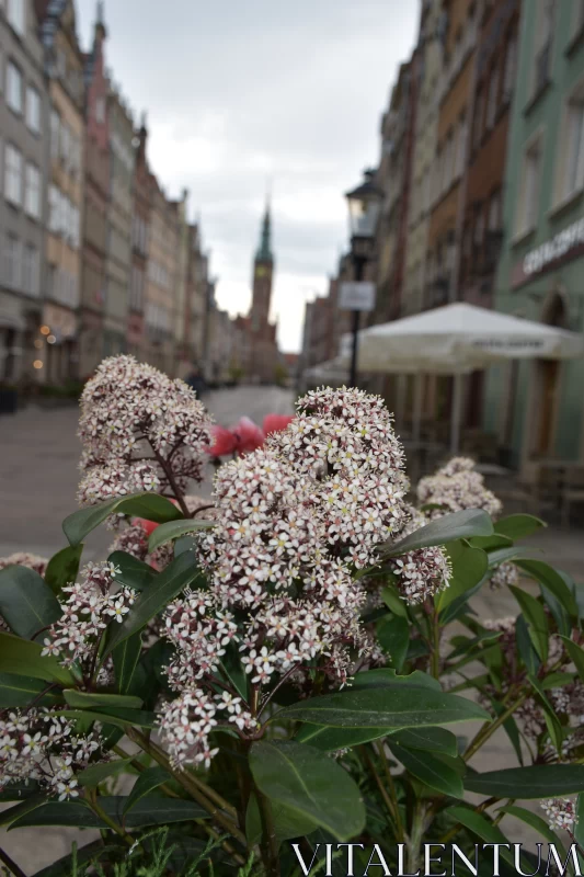 The Skimmia Japonica Flower Festoons Gdańsk's Historic Buildings Free Stock Photo