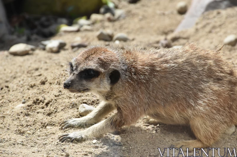 The Suricate: An Expert Digger With The Heart Of A Carefree Puppy Free Stock Photo