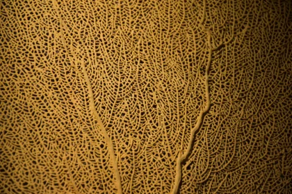 Golden Splendor: Texture of Unusual Yellow Coral
