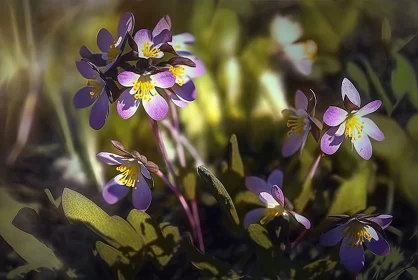 Sunlit Splendor: Dogtooth Violets in a Field under the Sunlight