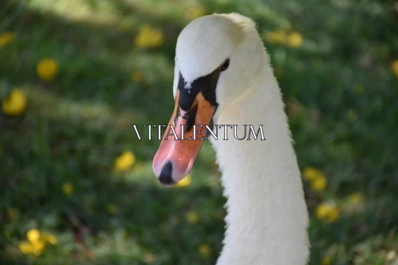 A Snow-White Swan at Madeira Botanical Garden Free Stock Photo