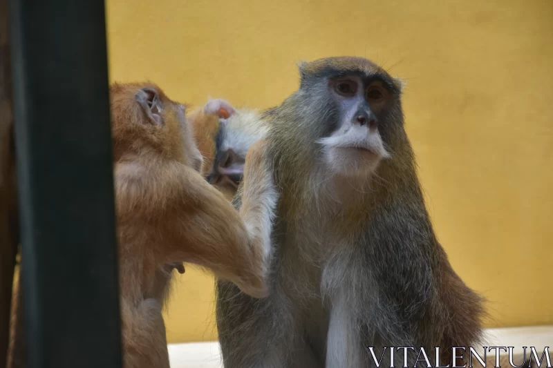 The Fascinating Eye Contact Of A Patas Monkey Free Stock Photo
