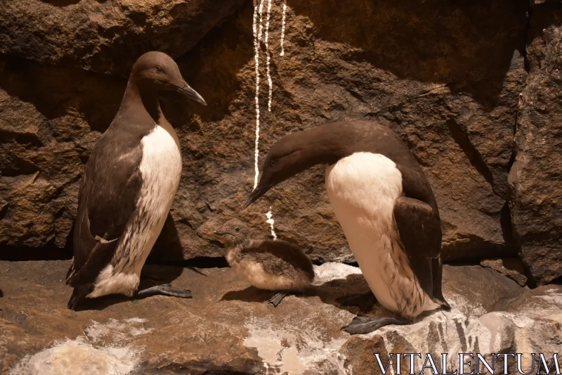 Cradle of Unity: Naturalistic Penguin Family on Grey Rock Free Stock Photo
