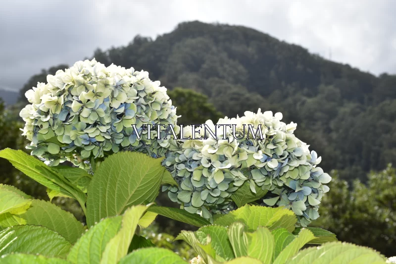 The Beauty of Gorgeous  Blooms of Blueish Green Hydrangeas Free Stock Photo