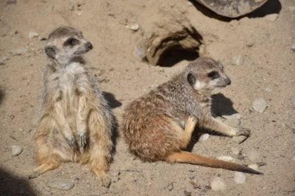 Two Suricate Brothers Have A Little Fun Playing In The Sand