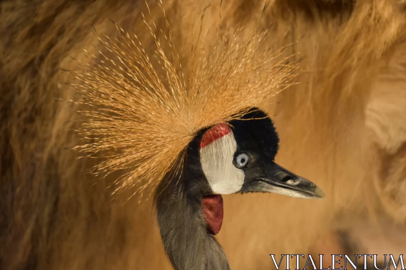 Graceful Majesty: Intricate Details of the Crowned Crane Replica Free Stock Photo
