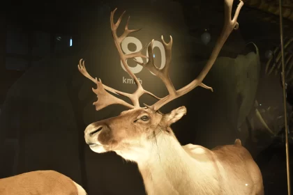 Elusive Elegance: Close-Up Glimpse of Deer Behind Glass
