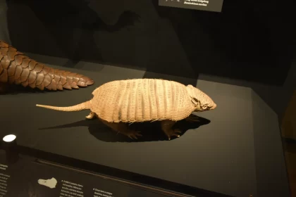 Armor of Nature: Armadillo's Grace within National Museum of Prague