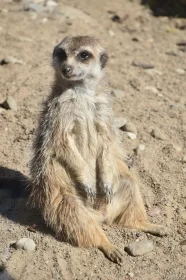 A Relaxed Sitting Suricate Enjoying The Warm Breeze