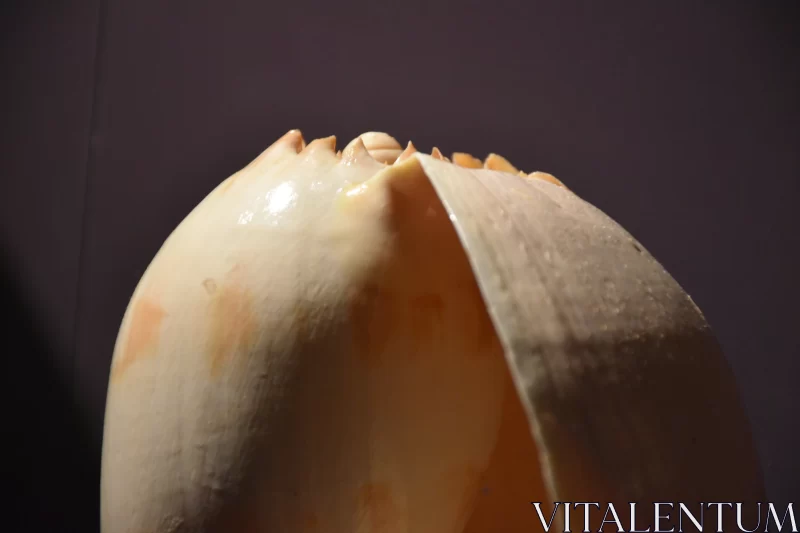 Marine Relics: Exploring the Texture of a Huge Mollusk Shell Free Stock Photo