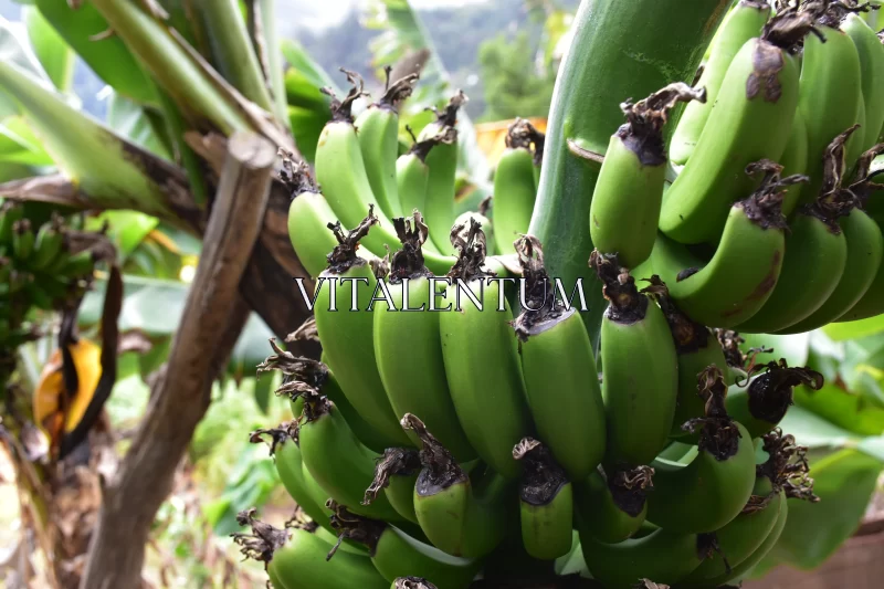 Green Bananas And The Life Cycle Of A Banana Tree Free Stock Photo