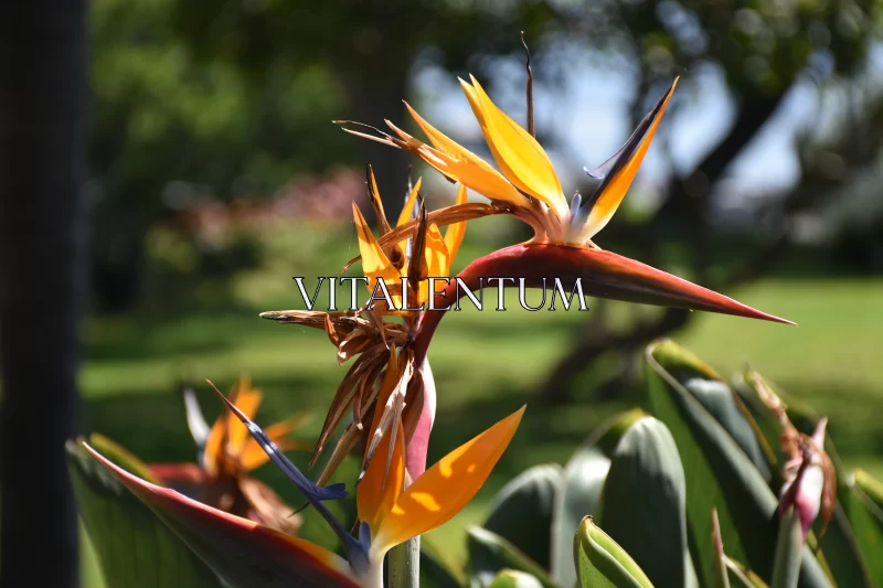 Bird Of Paradise Flower: More Than Just A Pretty Face Free Stock Photo