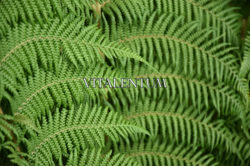 Stunning Natural Mosaic Made of Green Fern Leaves Free Stock Photo