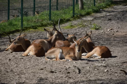The Family of Antelope Relaxing in the Sunlight