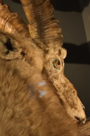 Gazing into the Wild: Intimate Look at Mountain Goat Statue's Eye
