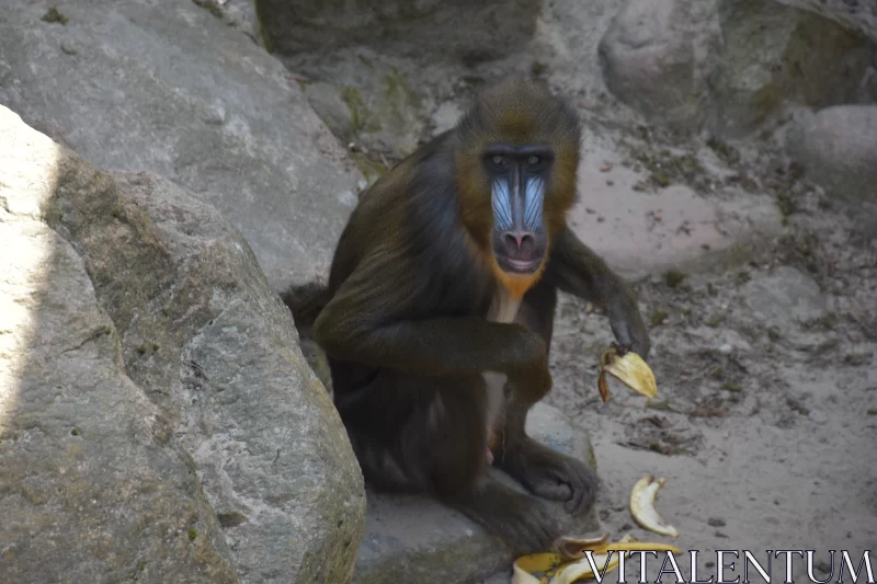 An Adorable Monkey Selflessly Peeling A Banana For Everyone To See Free Stock Photo