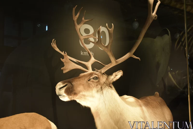 Elusive Elegance: Close-Up Glimpse of Deer Behind Glass Free Stock Photo