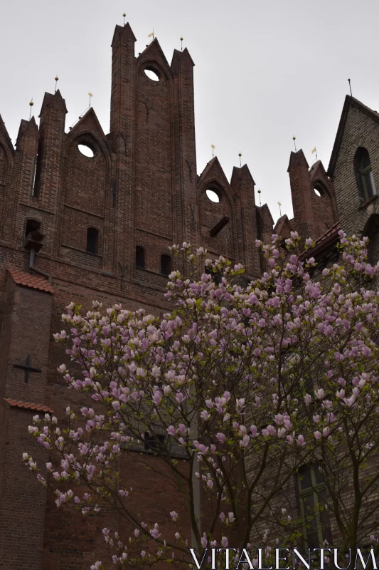 Magnolia Petals Add A Touch Of Grace To The Iconic St. Mary's Basilica Free Stock Photo