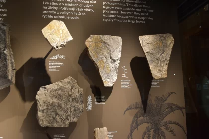 Fossil Imprints: Exposition of Stones with Plant Impressions