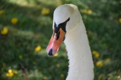 A Snow-White Swan at Madeira Botanical Garden