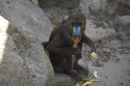 An Adorable Monkey Selflessly Peeling A Banana For Everyone To See