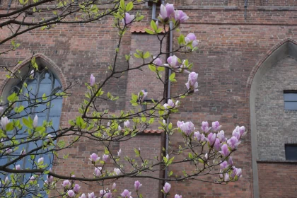 Magnolia Tree Embraces the Basilica of St. Mary's in the Spotlight