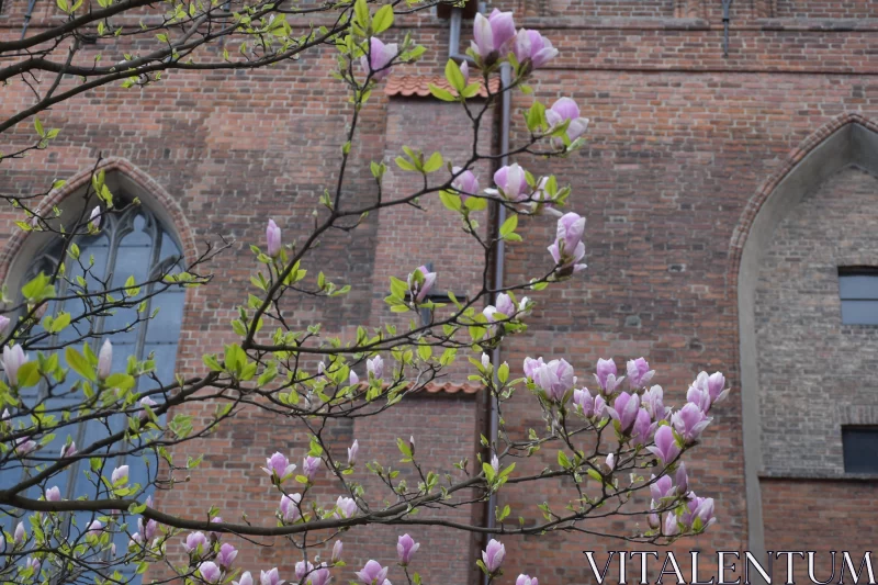 Magnolia Tree Embraces the Basilica of St. Mary's in the Spotlight Free Stock Photo