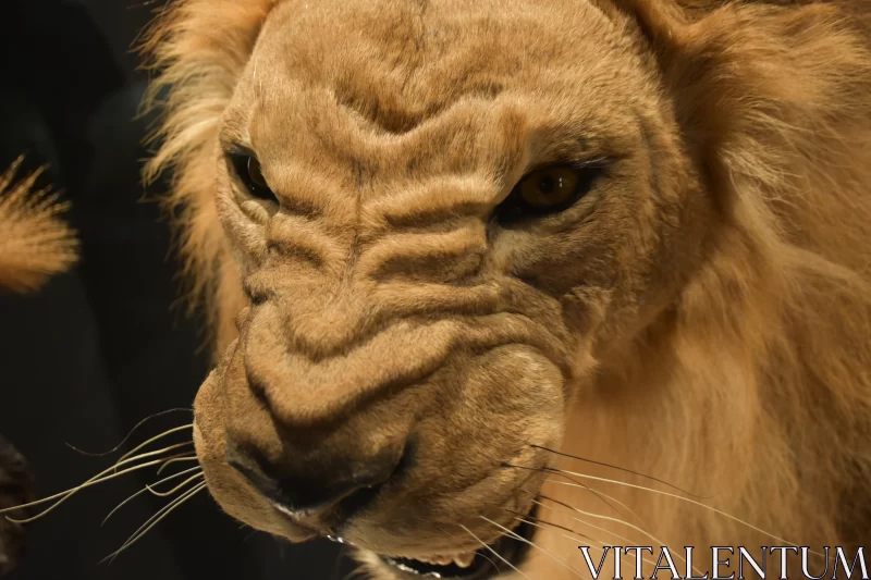 Roar Unleashed: The Ferocity of the Scowling Lion Free Stock Photo