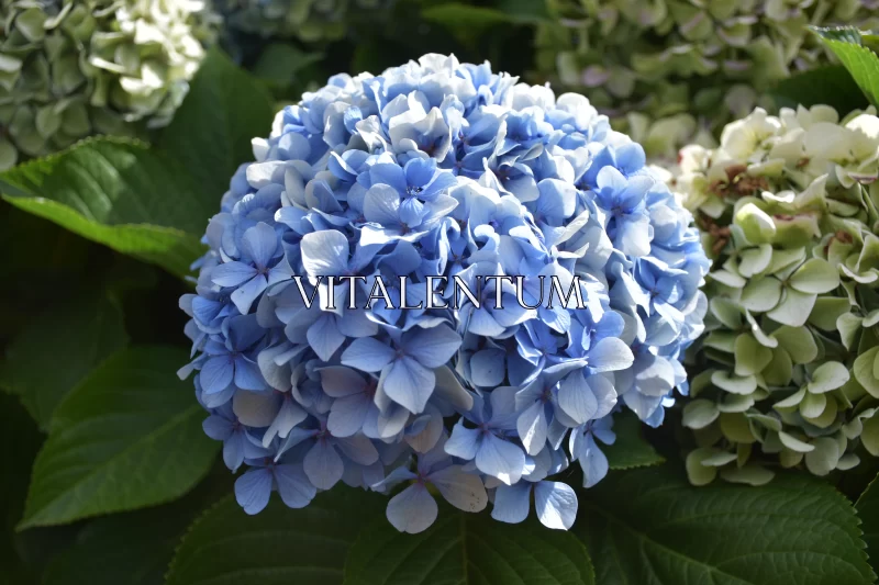 The Hydrangea: A Flower So Vibrant, It's Definitely Popping! Free Stock Photo