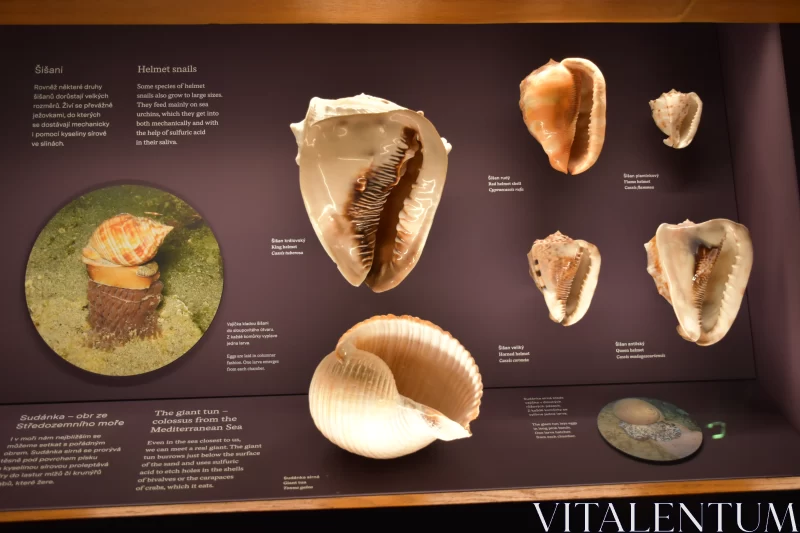 Echoes of the Sea: Array of Mollusca Shells at National Museum Free Stock Photo