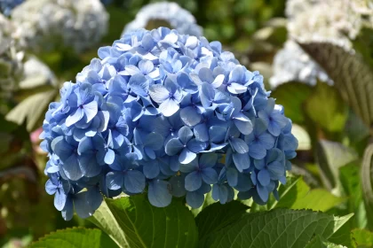 Hydrangea: The Garden's Beautiful Blue Flower