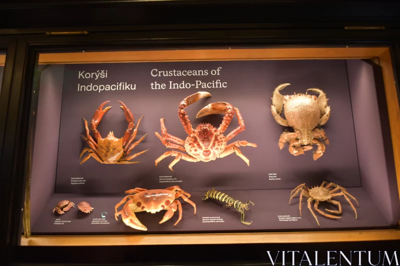Crustacean Chronicles: Indo-Pacific Species at National Museum Free Stock Photo