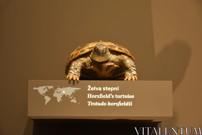 Gentle Grace: Horsfield's Tortoise in Restful Pose Free Stock Photo