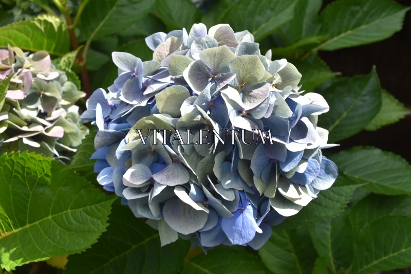 Blue Hydrangea Pictures: Nothing Is As Stunning As The Flower Free Stock Photo