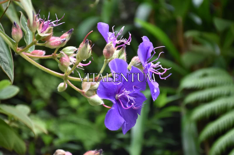 Beautiful Purple Flower Captured In Vivid Photo Free Stock Photo