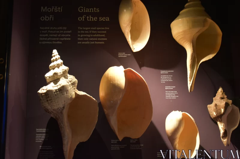 Monuments of the Sea: Giant Shells Display at National Museum
