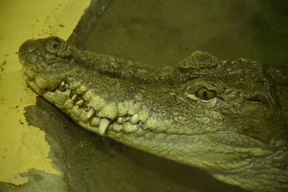 The Terrifying Sight Of An Alligator