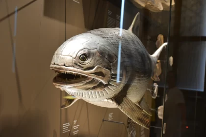 Ancient Predator: Fearsome Prehistoric Fish Model