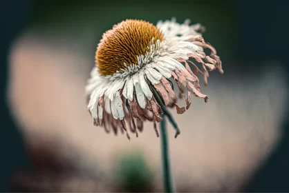 The Withering Beauty: A Pale Reminder of the Transience of Life